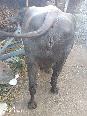 थंबनेल 3