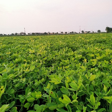 girnar 4 cig kori full