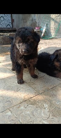 જર્મન શેફર્ડ ડબલ કોટ ફિમેલ 2