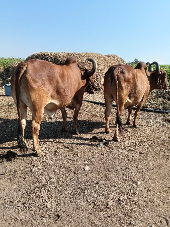 थंबनेल 3