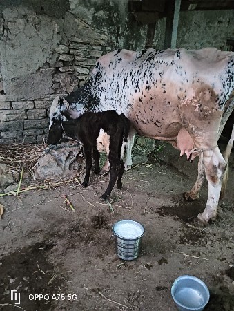 ગાય વેચવાની છે