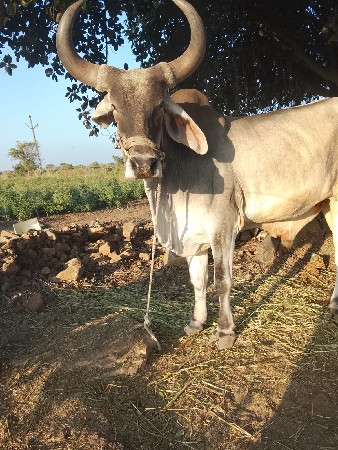 આ બરઘ વેચવા નો છે બેય બાજુ હાલે