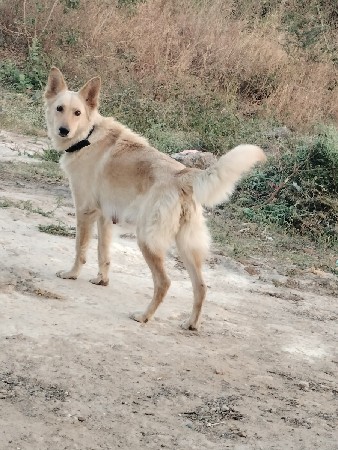 જર્મન સેફર