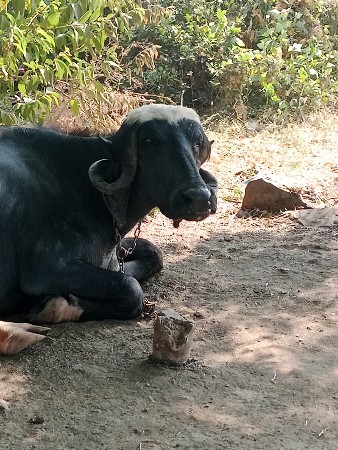 પેલા વેતર ની ખડાય