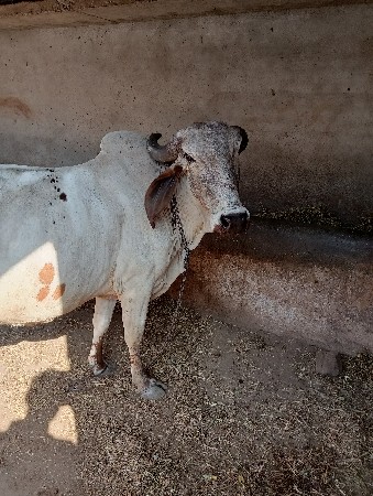 થંબનેલ 3