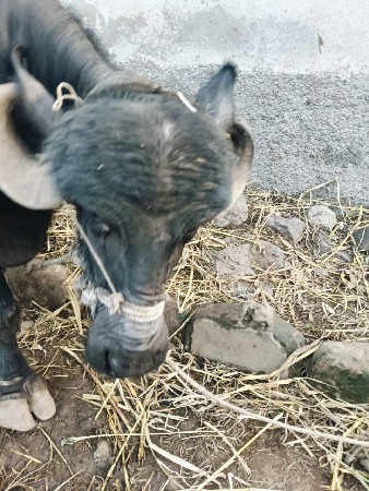 ભેંસ વેચવાની છે