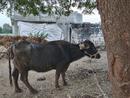 થંબનેલ 3