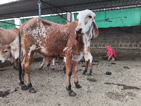 થંબનેલ 2