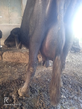 થંબનેલ 3