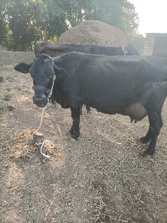 ગાય વેશવાની છે