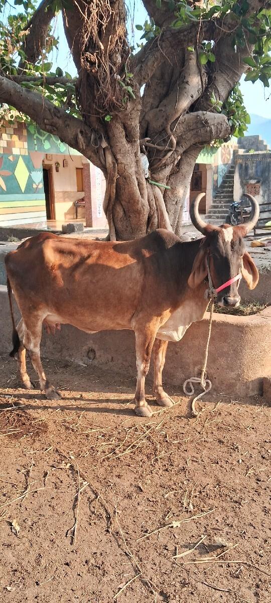 थंबनेल 3