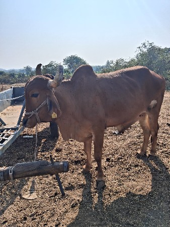 બળદ વેચવાના છે.