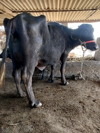 થંબનેલ 2