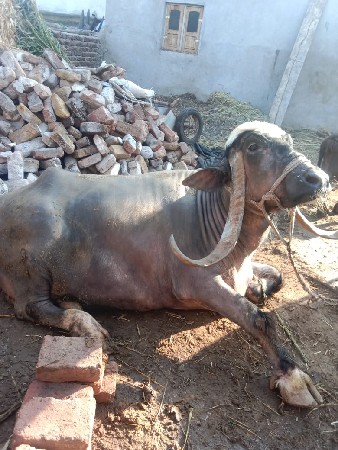 थंबनेल 2