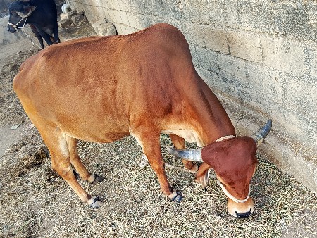 थंबनेल 3