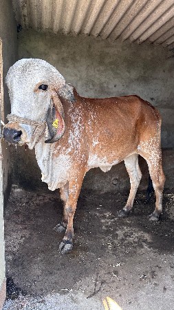 थंबनेल 6