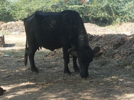 ભેસ વેચવાની છે ૨વેતર વ્યાસે બધી