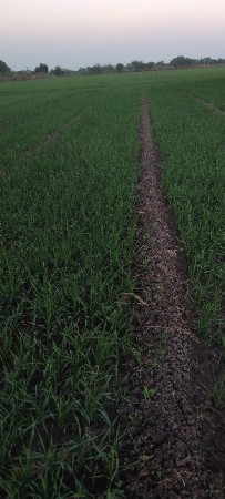 લેવી છે માંતા ધરતી 5 થી 10વિઘા