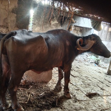 ૭૦. હજાર