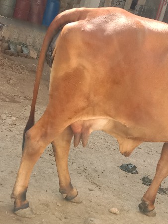 ગાય વેચવાની છે..