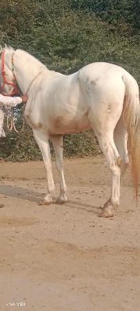 ઘોડી આપવાની છે.