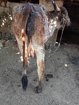 थंबनेल 2