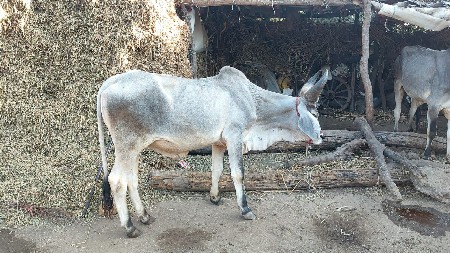 સાવ સોજા છે