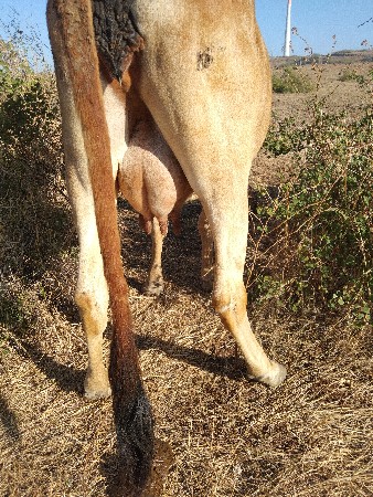 3 વેતર  3લીટર દુધ