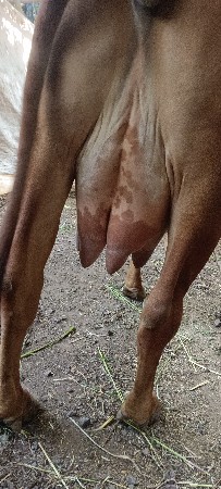 બીજું વેતર બે દિવસની કાચી