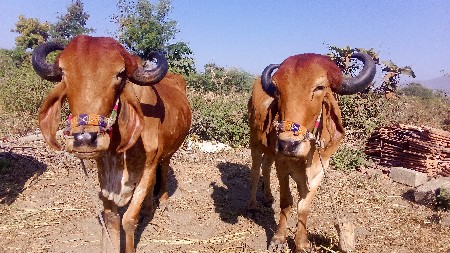 थंबनेल 2