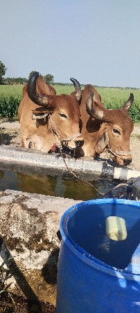 માંકડા વેચવાના