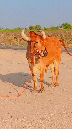 ક્રેજી સૌથી ધર્મ ગોરીયા ભરત છે ફુલ