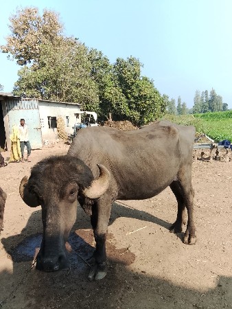 थंबनेल 3