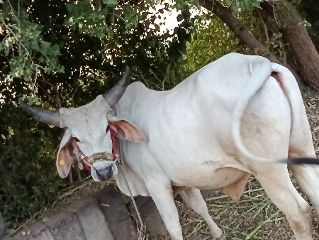 થંબનેલ 2