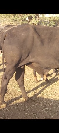 થંબનેલ 3