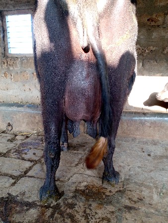 थंबनेल 2