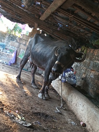 ભેસ વેચવાની છે