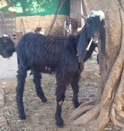 થંબનેલ 3