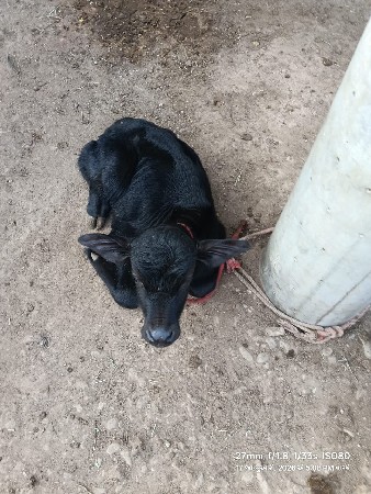 થંબનેલ 3