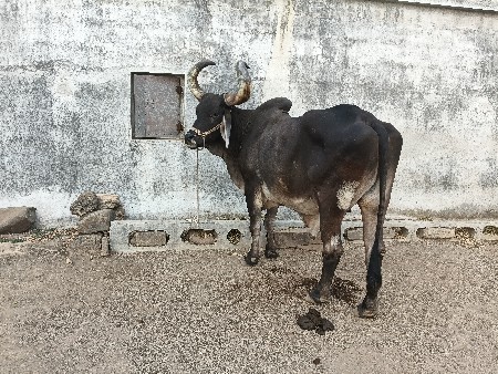 બળદ વેચવાનો છૂ