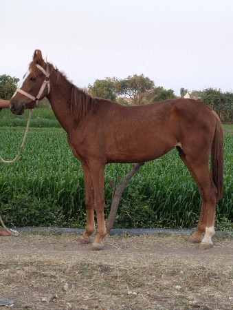 આ વશેરી વેચવાની છે