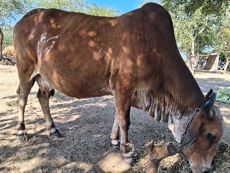 ગાય વેચવા ની છે 3જુ વેતર