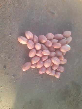 37  નબર માડવો  વેશવાનો છે