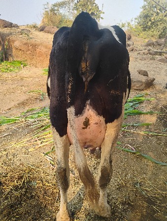 જર્સીગા વેચવાની છે