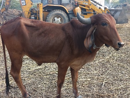 थंबनेल 2