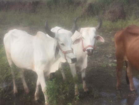 થંબનેલ 3