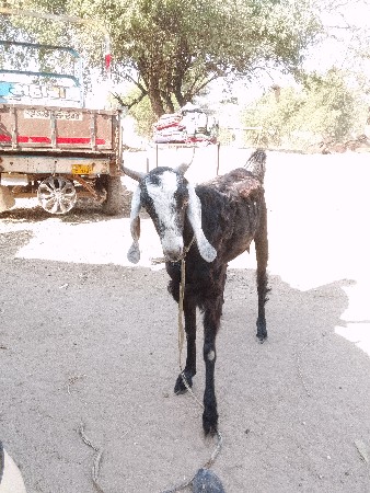 थंबनेल 2