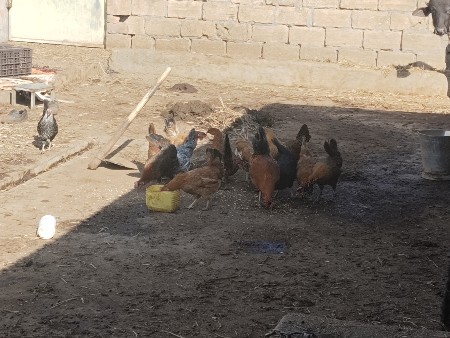 थंबनेल 2