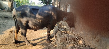 थंबनेल 2