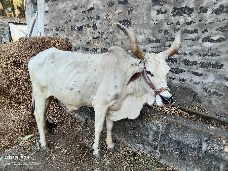બળદ વેચવાનો છે